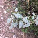 Image of leatherweed