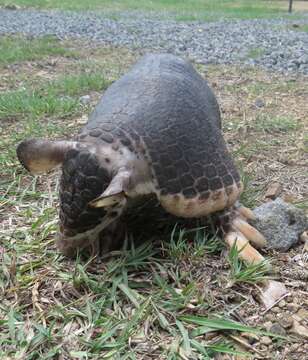 Image of naked-tailed armadillos