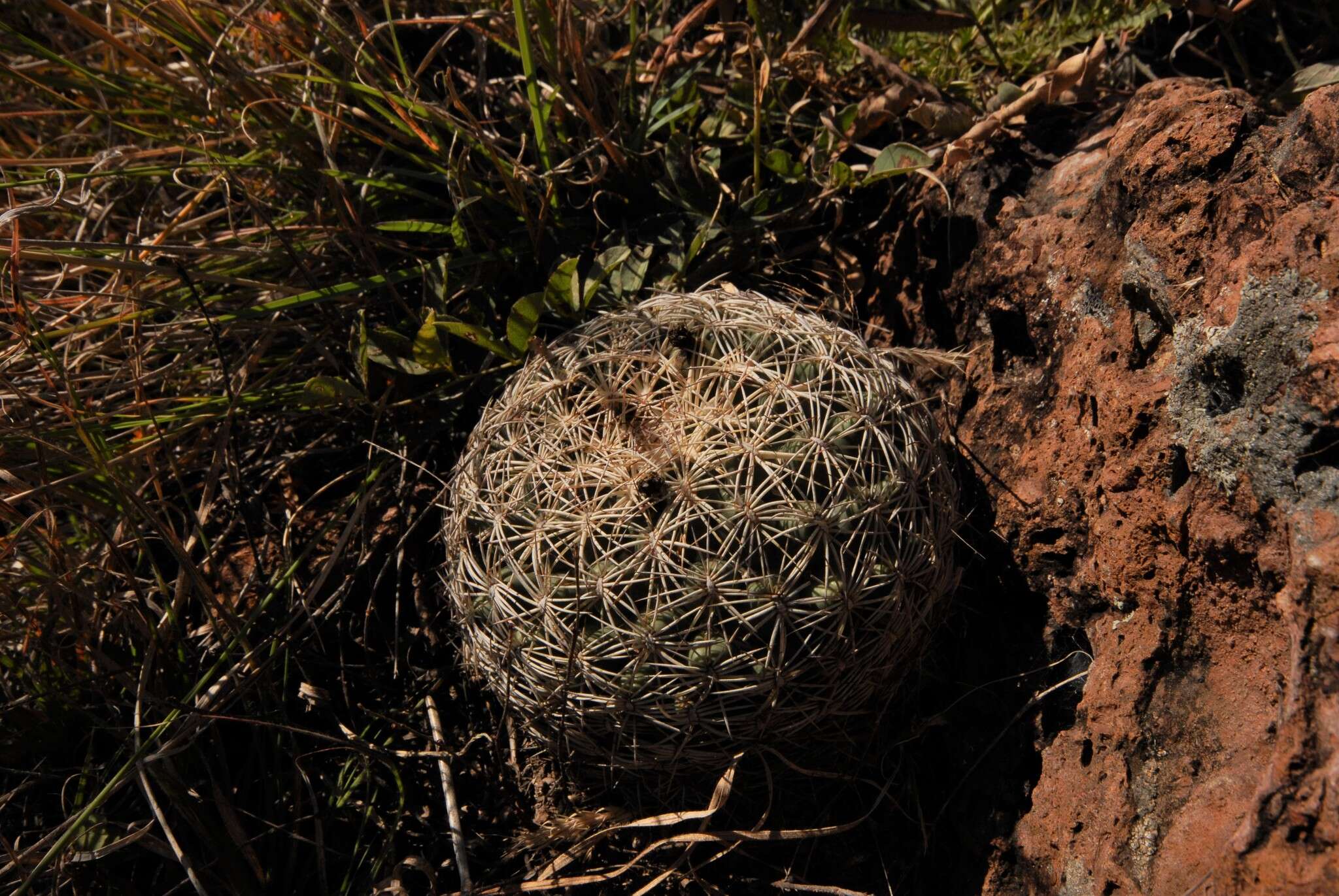 Image of Coryphantha recurvata subsp. canatlanensis