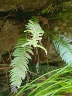 Image of Glossy Deer Fern