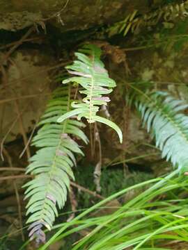 Image of Glossy Deer Fern
