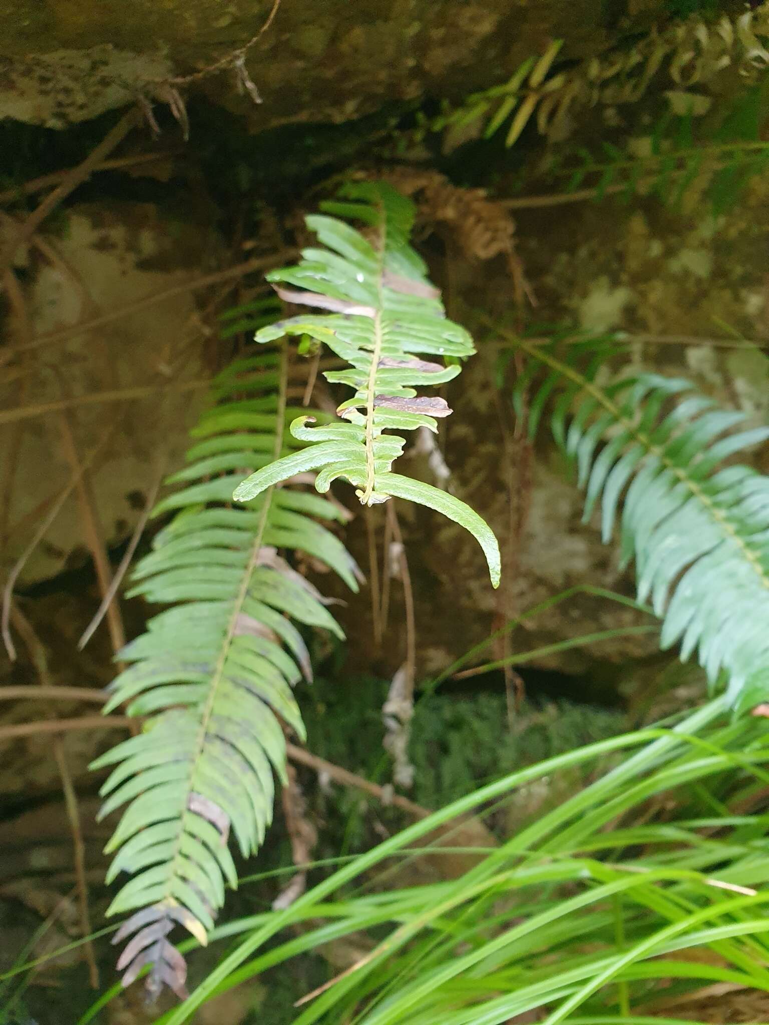 Image of Glossy Deer Fern