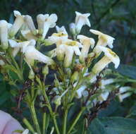 Imagem de Freylinia lanceolata (L. fil.) G. Don