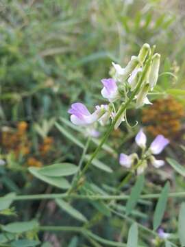 Image of Vicia biennis L.