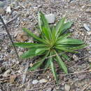 Image of Picris japonica Thunb.