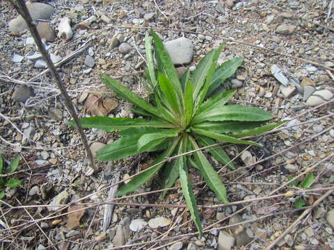 Image of Picris japonica Thunb.