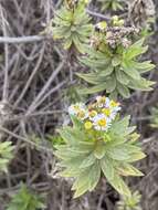 Image of Erigeron lancifolius Hook. fil.