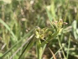 Image of Prasophyllum taphanyx D. L. Jones