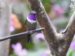 Image of Purple-throated Woodstar