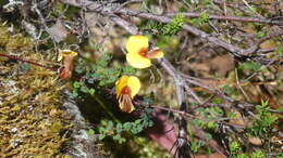 Image of Bossiaea cordigera Hook. fil.