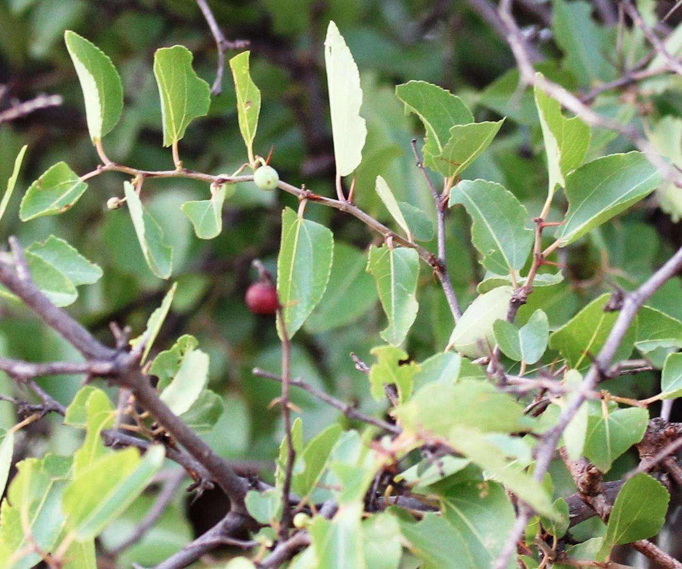 Image of Buffalo-thorn