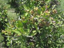 Imagem de Sarcomphalus obtusifolius (Hook. ex Torr. & A. Gray) Hauenschild