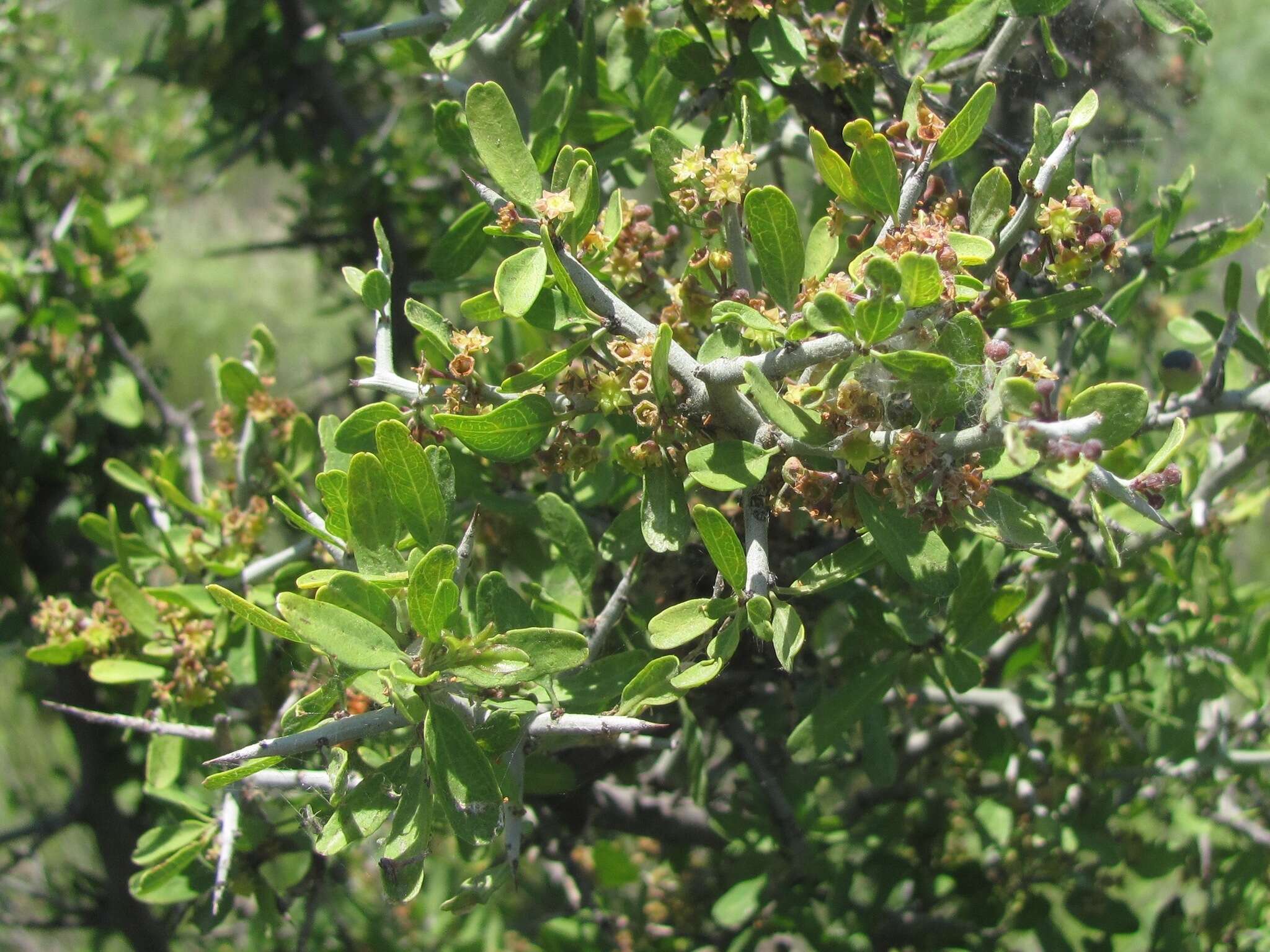 Sarcomphalus obtusifolius (Hook. ex Torr. & A. Gray) Hauenschild resmi