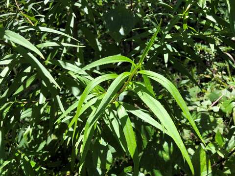 Image de Myoporum betcheanum L. S. Smith