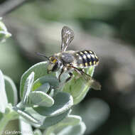 Image of Anthidium maculosum Cresson 1878