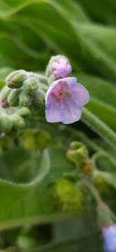 Image of Cynoglossum anchusoides Lindl.