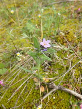 Image of Buglossoides tenuiflora (L. fil.) I. M. Johnst.