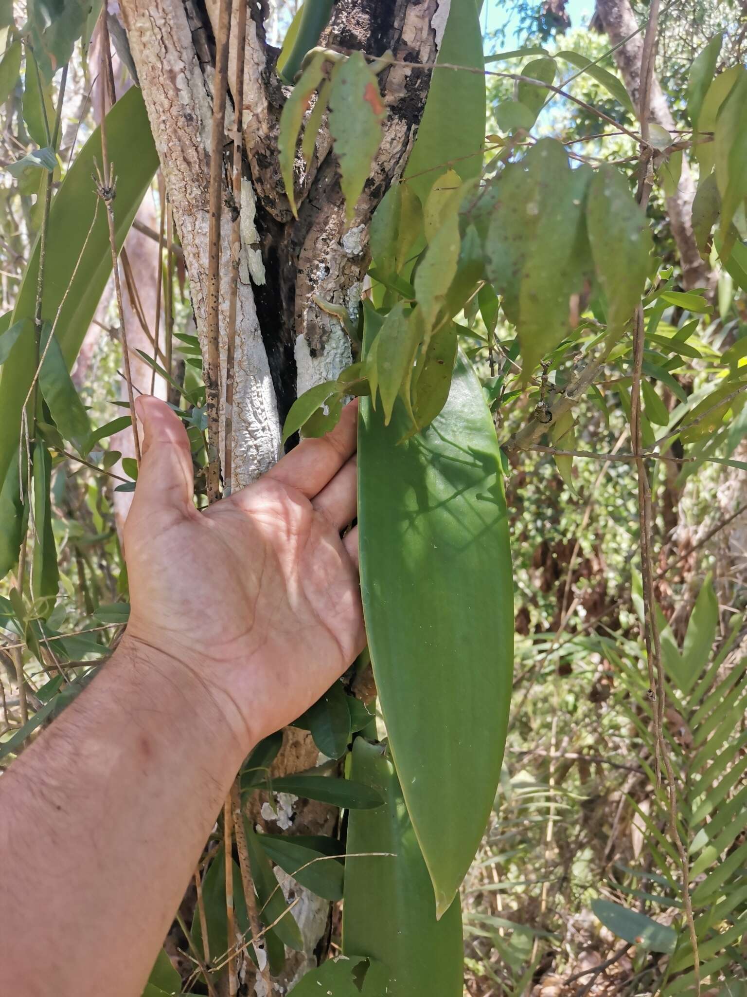 Image of West Indian vanilla