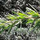 Image of Coastal Ricebush