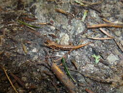 Image of Desmognathus organi Crespi, Browne & Rissler 2010