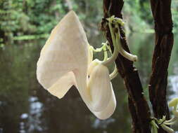 Image of Aristolochia ruiziana (Klotzsch) Duch.