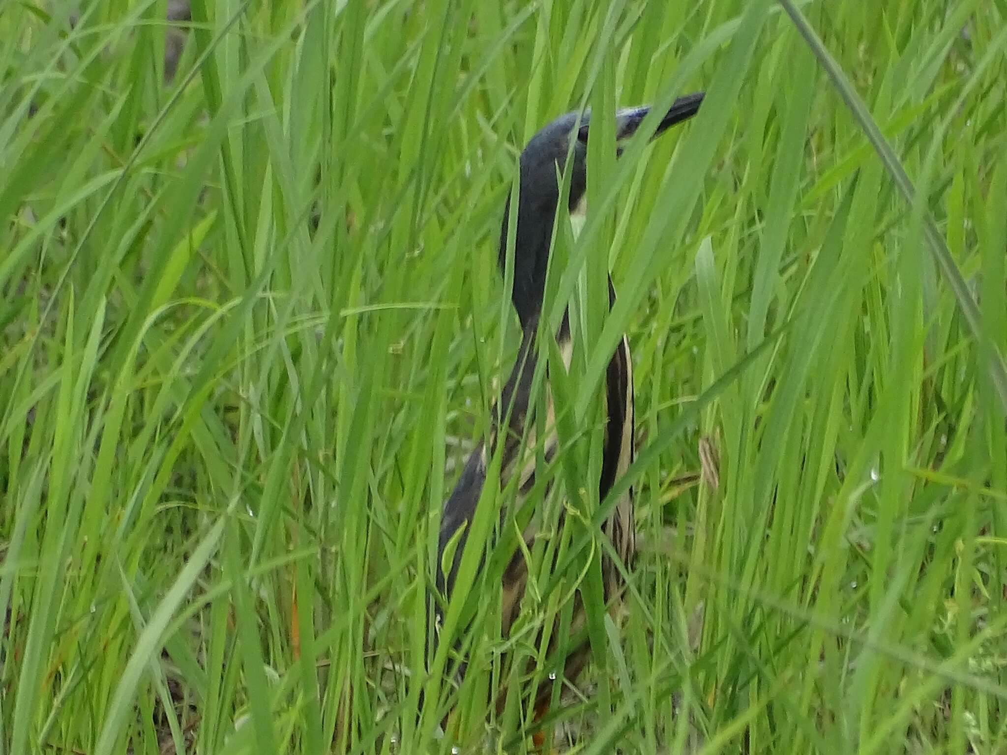 Image of Dwarf Bittern