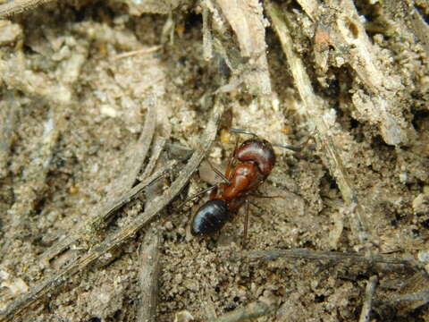 Image of Florida Carpenter Ant