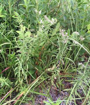 Eupatorium mohrii E. Greene的圖片