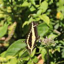 Image of Papilio homothoas Rothschild & Jordan 1906