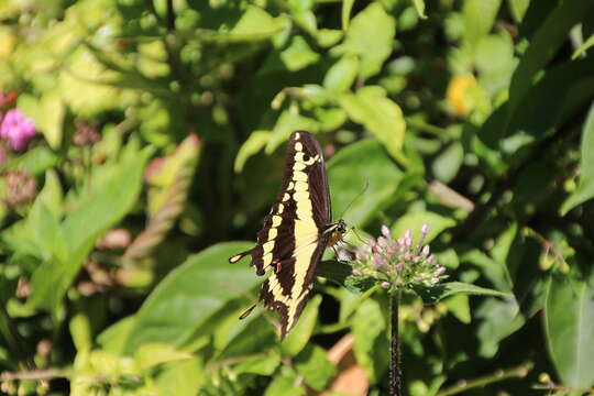 Papilio homothoas Rothschild & Jordan 1906的圖片