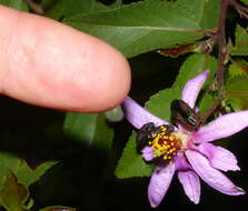 Image of Acmaeodera viridaenea (De Geer 1778)