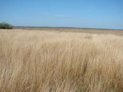 Plancia ëd Andropogon lateralis Nees