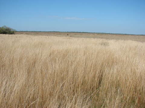 Imagem de Andropogon lateralis Nees