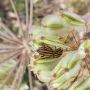 Image of Graphosoma lineatum (Linnaeus 1758)