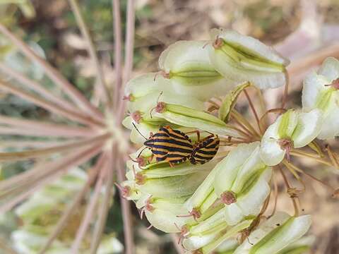 Image of Graphosoma lineatum (Linnaeus 1758)