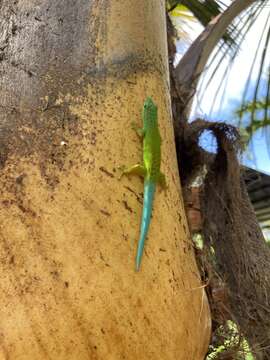 Image of Andaman Day Gecko