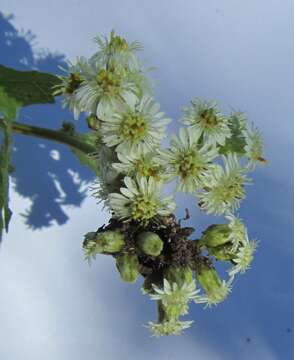 Image of Microglossa mespilifolia (Less.) B. L. Rob.