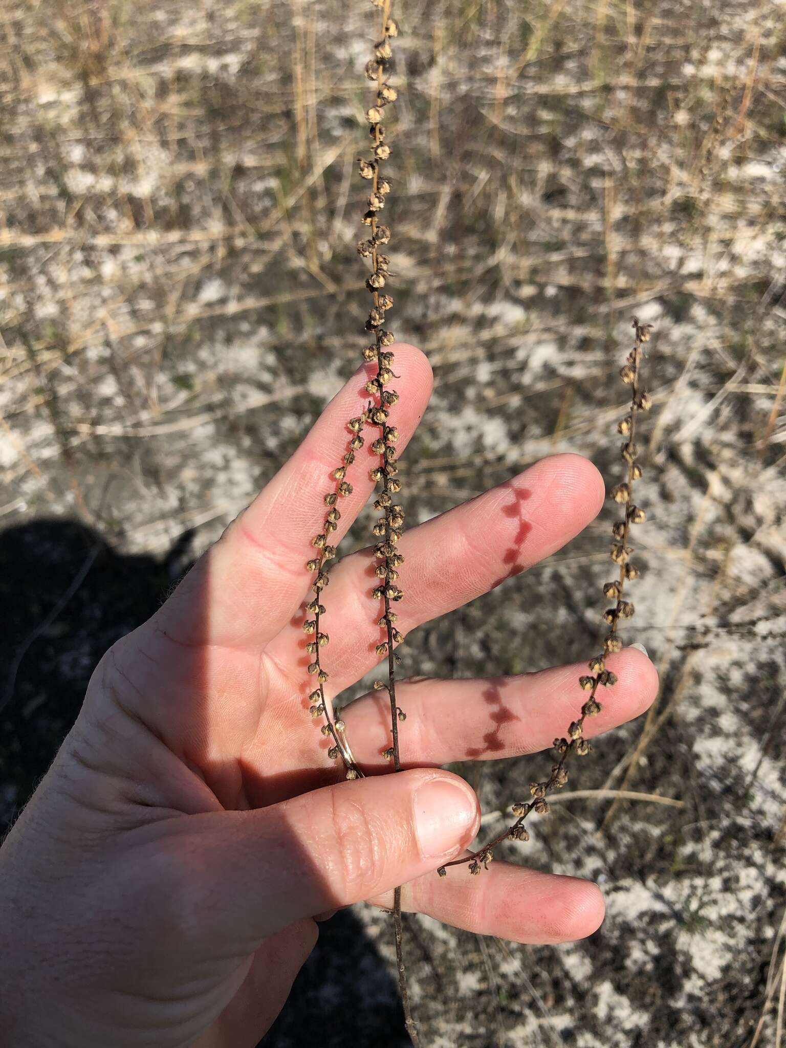 Image of Small-Head Marsh-Elder