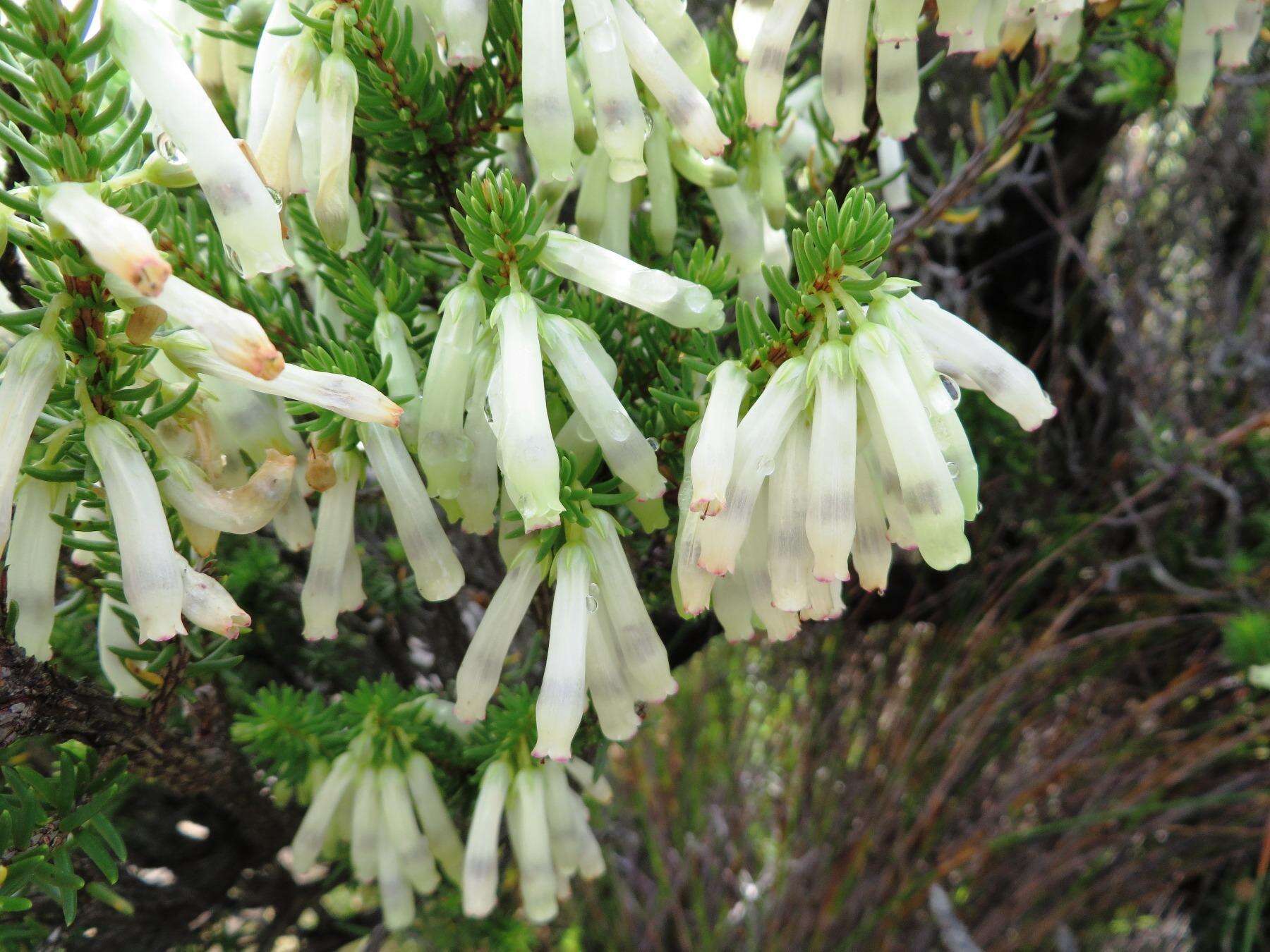 Image of nine-pin heath