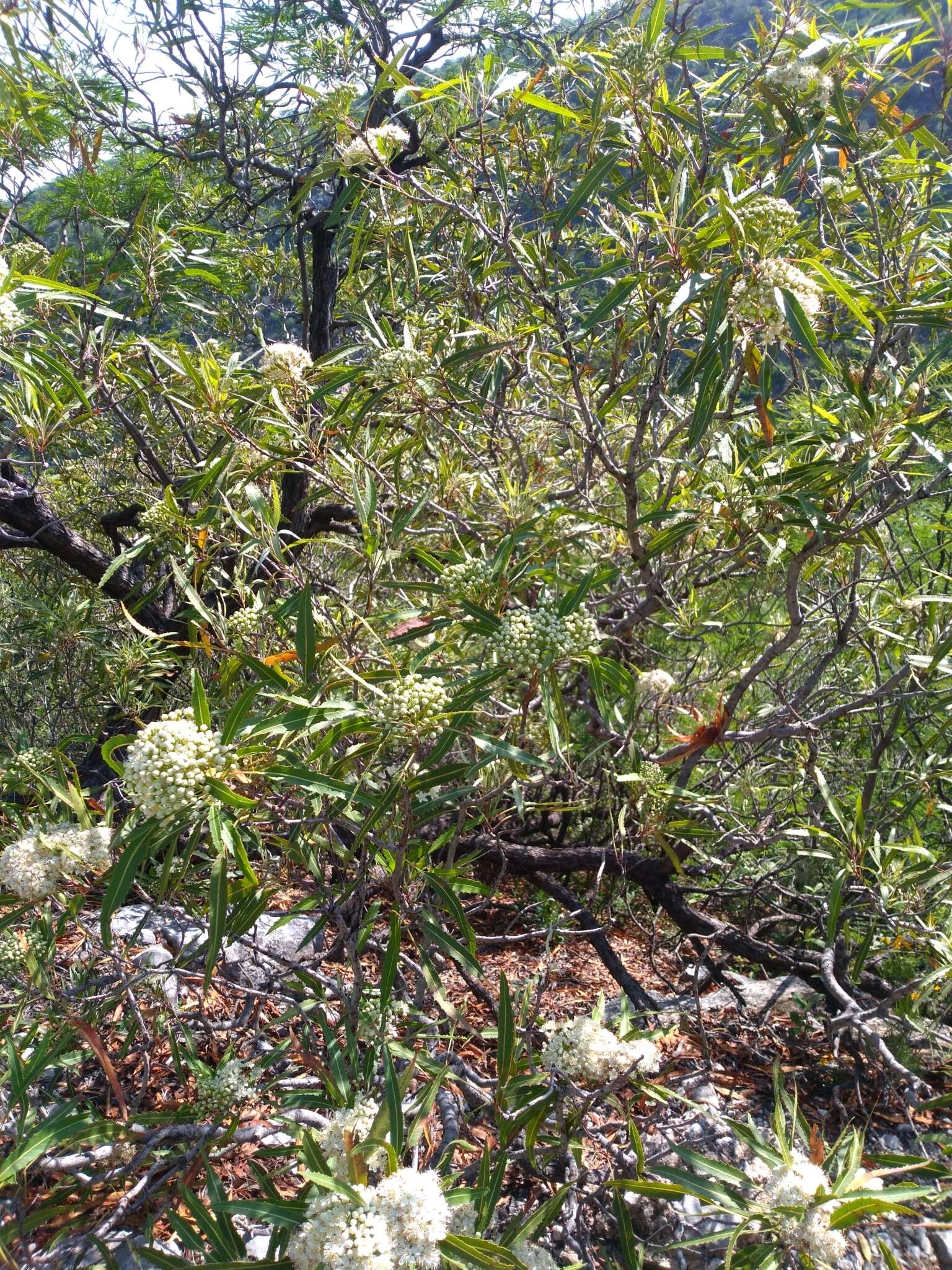 Vauquelinia corymbosa Correa ex Humb. & Bonpl.的圖片