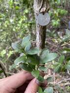 Sivun Buxus vahlii Baill. kuva