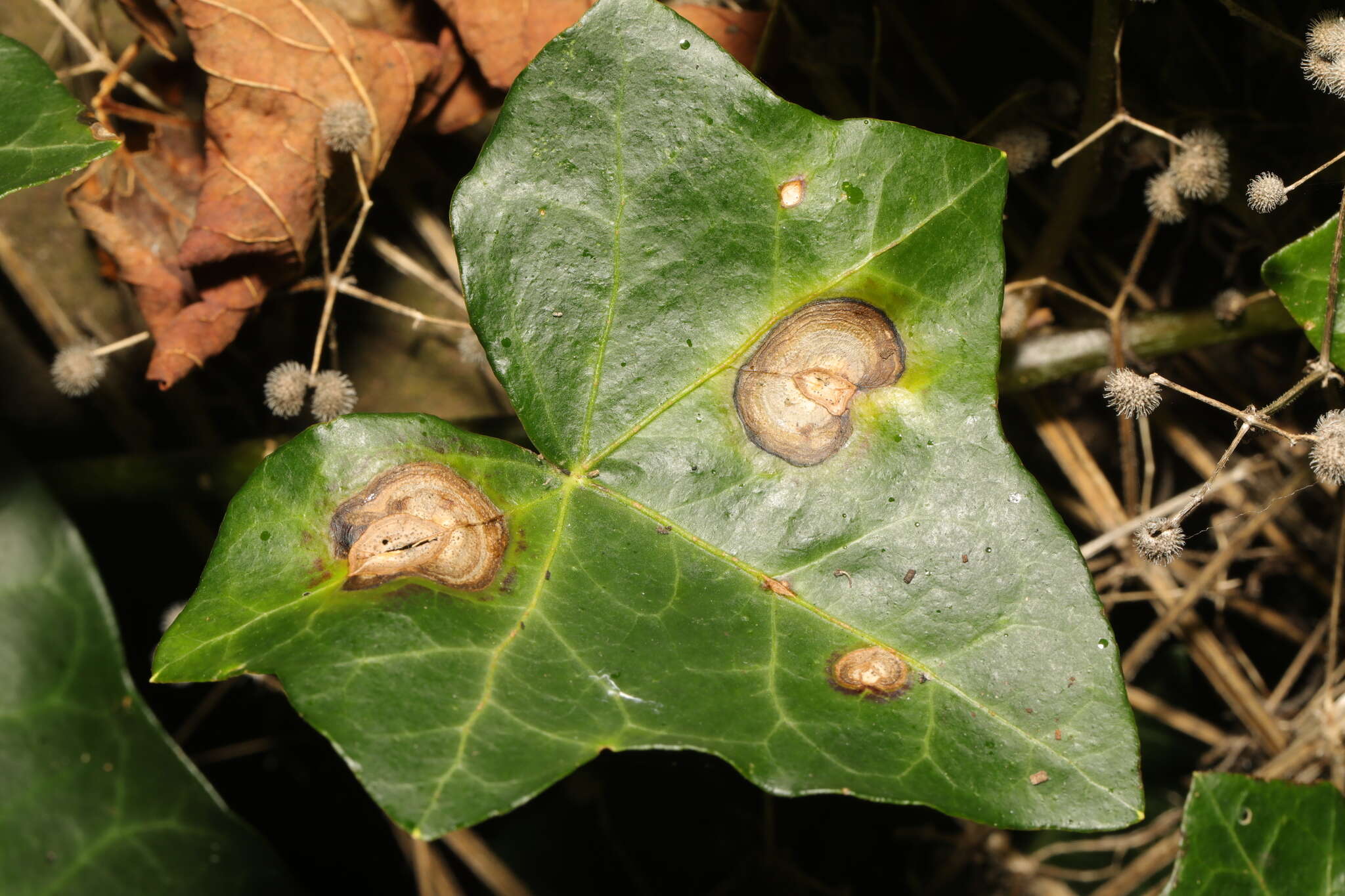 Image of Boeremia