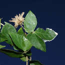 Dalechampia clematidifolia Bojer ex Baill.的圖片