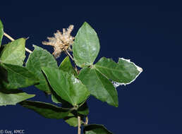 Plancia ëd Dalechampia clematidifolia Bojer ex Baill.