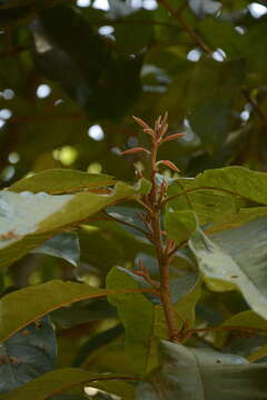 Image of Meliosma simplicifolia subsp. pungens (Walp.) van Beusekom