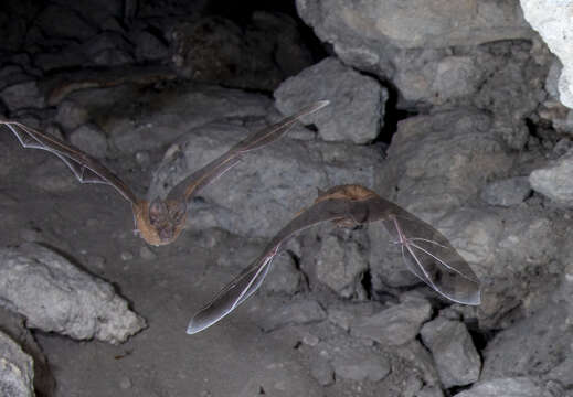 Image of Cozumelan golden bat