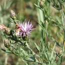 Sivun Centaurea savranica Klok. kuva