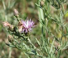 Image of Centaurea savranica Klok.