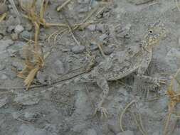 Image of Etosha Agama