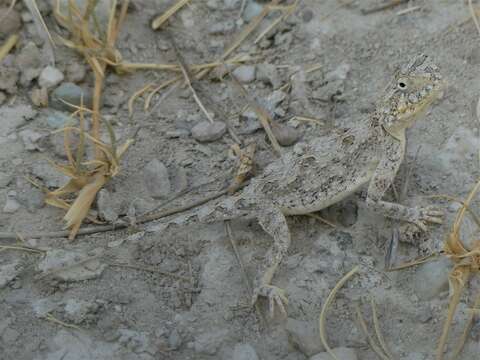 Image of Etosha Agama